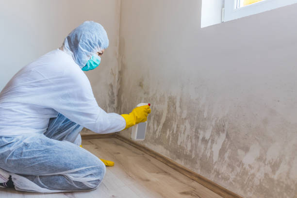 Licensed Mold Testing service in Saint Petersburg, FL - WQB Mold Removal